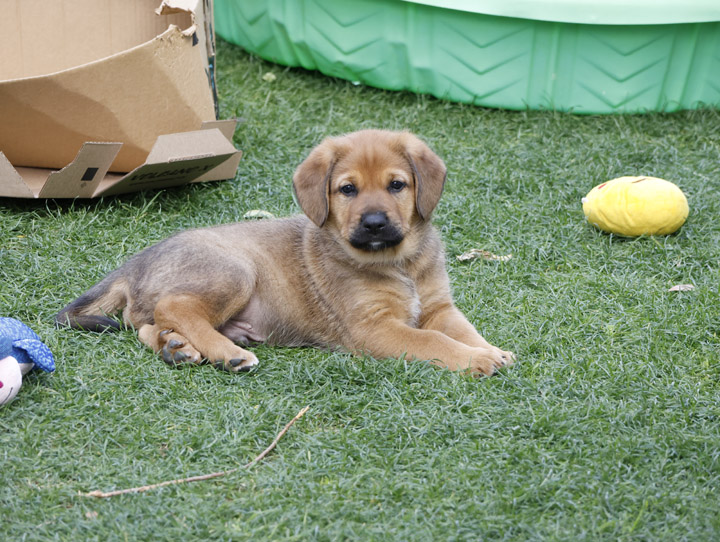 chinook dog